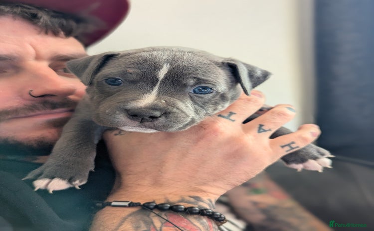 Staffordshire Bull Terrier dogs - Advert 10