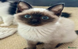 Ragdoll cats for sale: 4 stunning super fluffy 3/4 ragdoll kittens  - Advert 3