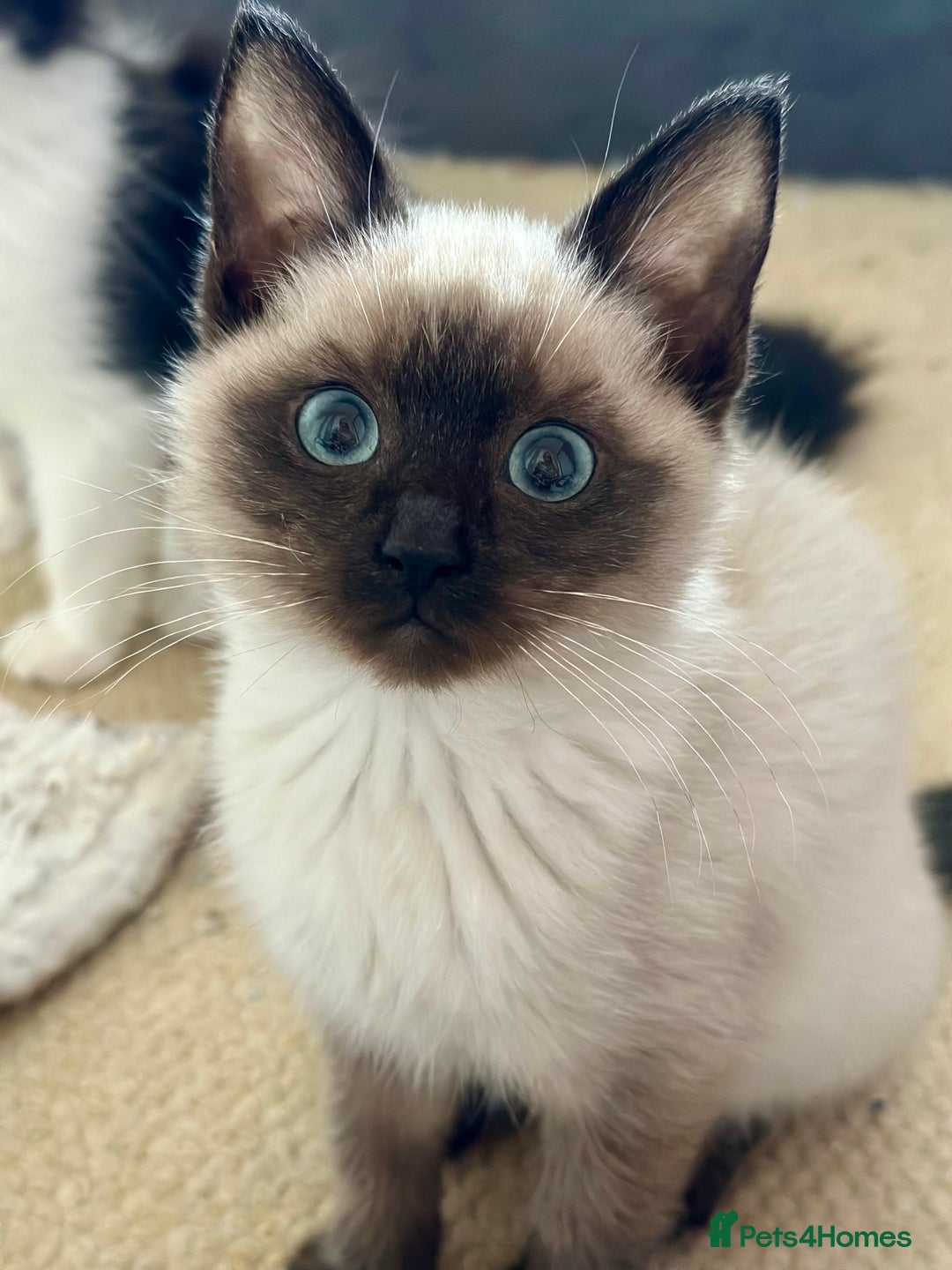 Ragdoll cats for sale: 4 stunning super fluffy 3/4 ragdoll kittens  - Advert 3