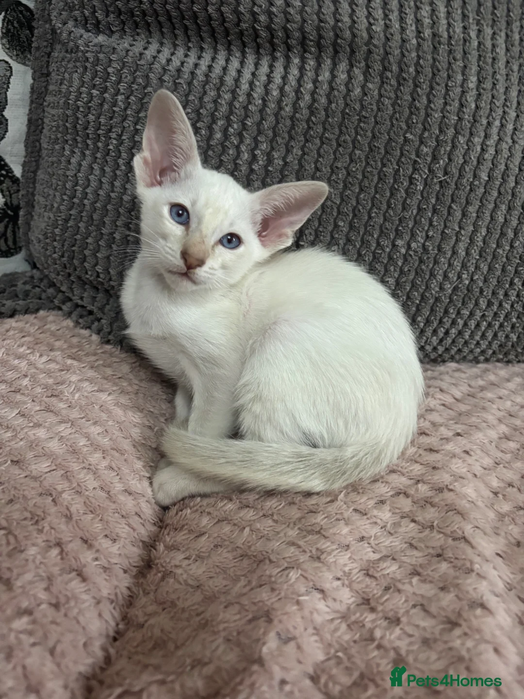Siamese cats for sale: GCCF registered Siamese kittens in Great Yarmouth - Advert 2