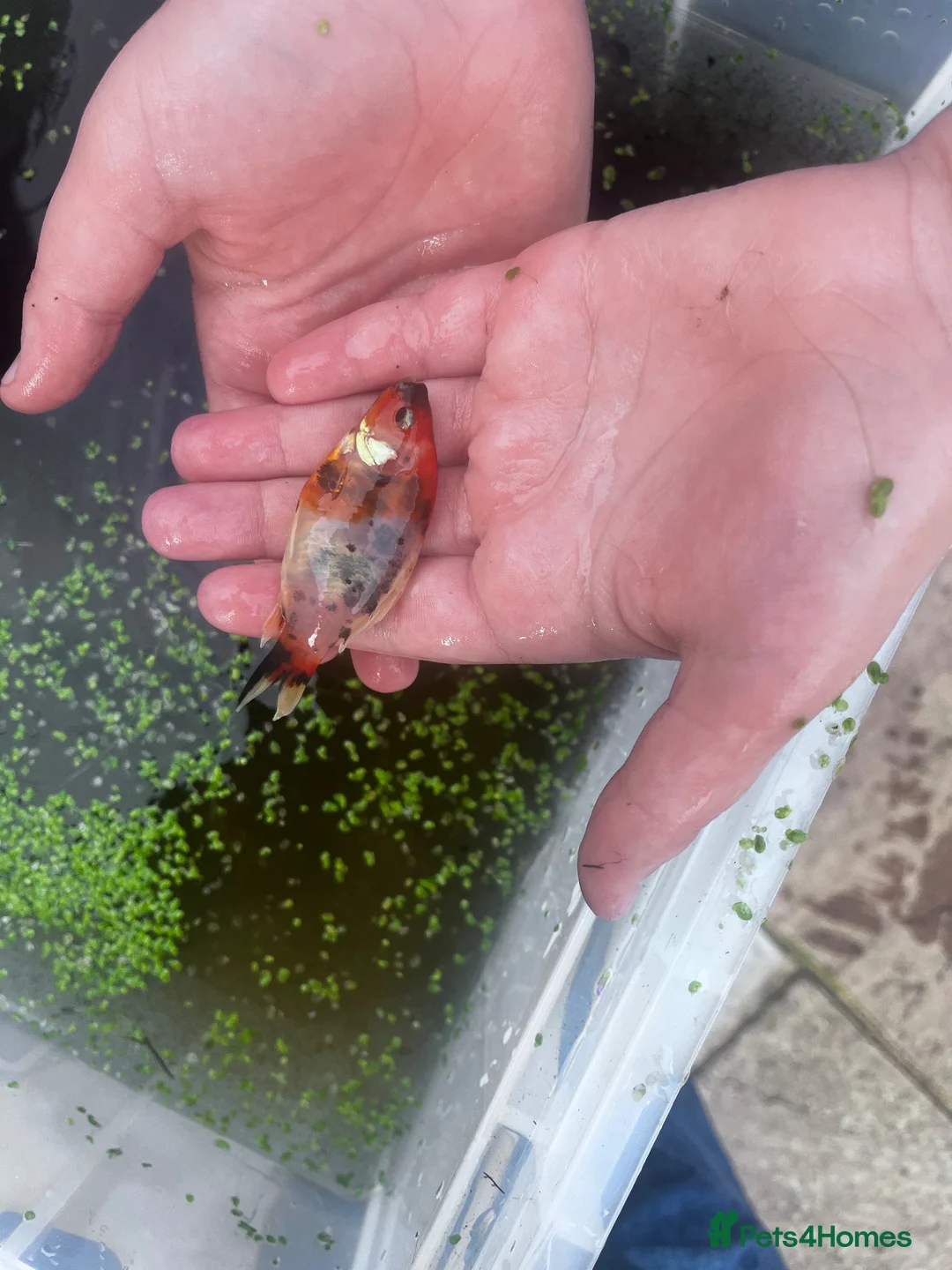 Goldfish fish for sale: Ten Gold fish 1-2 years old  in Chorley - Advert 2