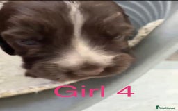 Cocker Spaniel dogs for sale: Kc show extensive health tests beautiful colours - Image 27