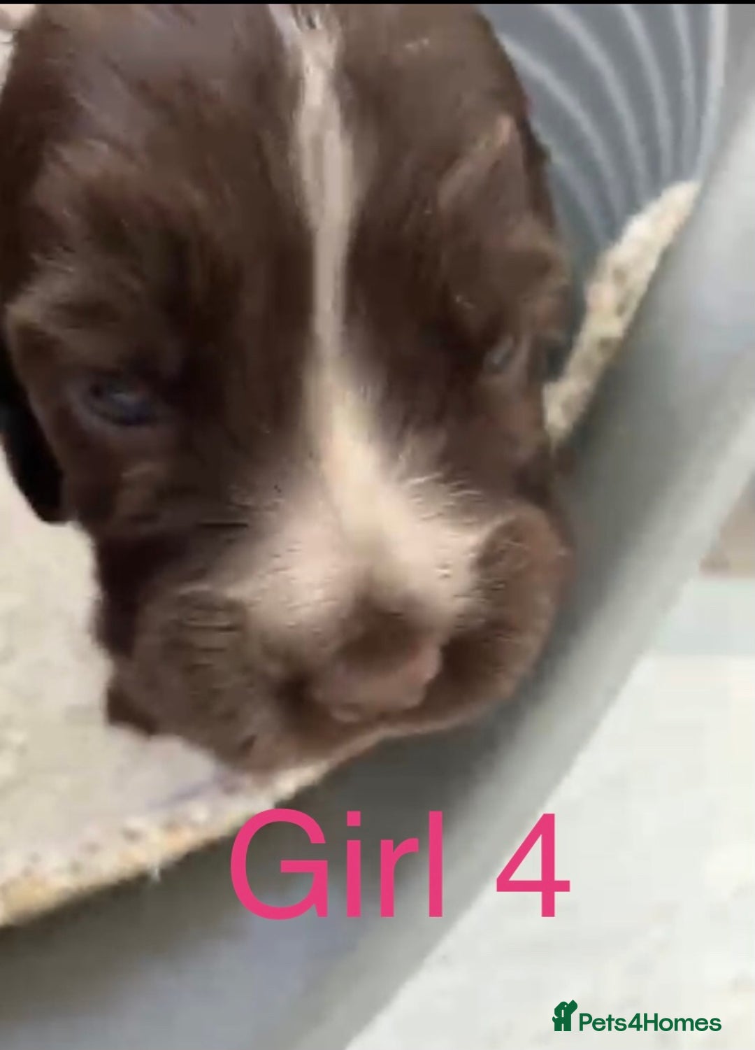 Cocker Spaniel dogs for sale: Kc show extensive health tests beautiful colours - Image 27