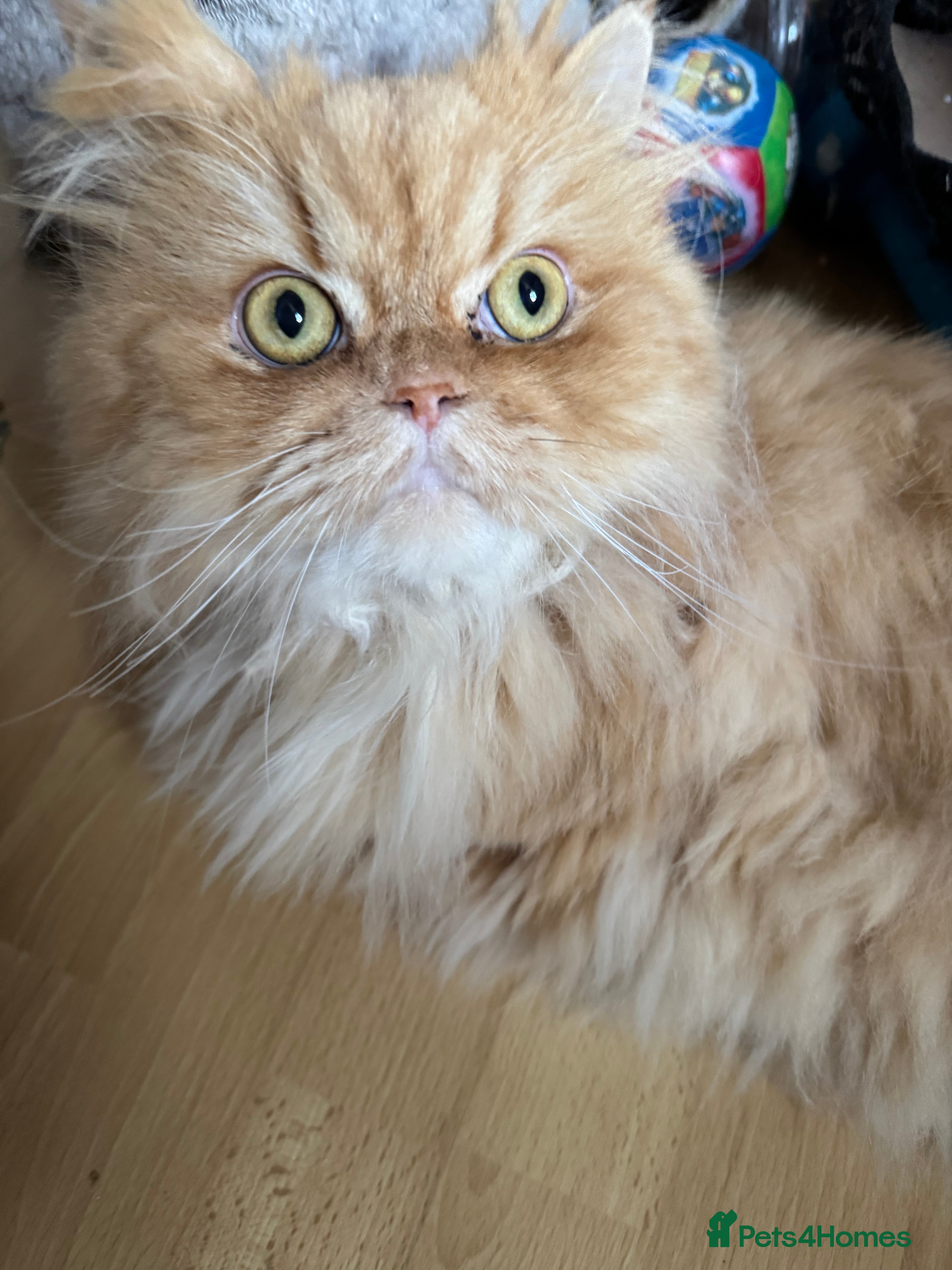 Persian cats Ginger Persian Cat - Advert 1