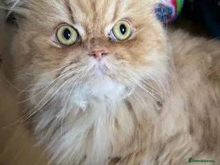 Persian cats Ginger Persian Cat - Advert 1