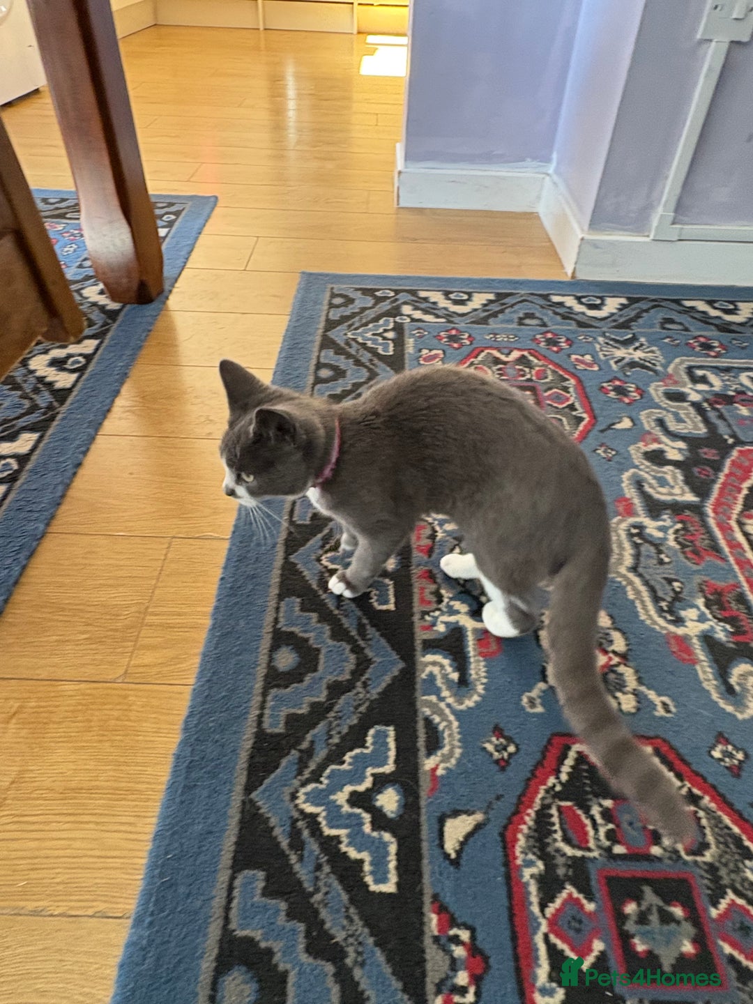 Ragdoll cats for sale: Ragdoll cross female - Image 1
