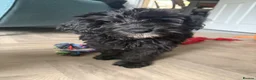 Cockapoo dogs for sale: 1 beautiful F2b cockapoo girl left! 🦌 🐶  in Barnstaple - Advert 3