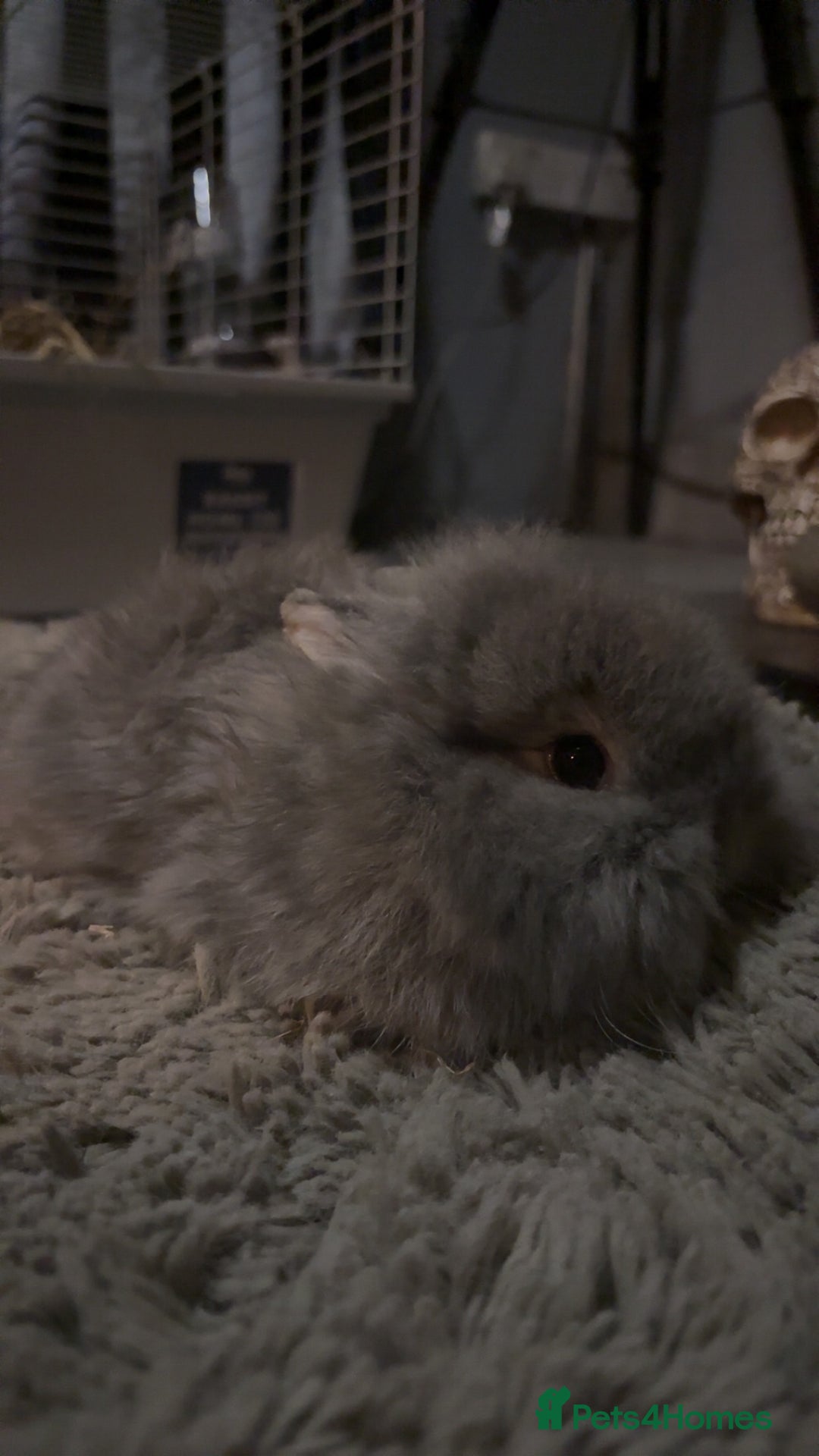 Mini Lop rabbits for sale: Lion head / mini lop mix baby male rabbits  - Advert 2