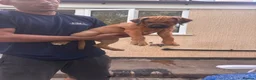 Mixed Breed dogs for sale: Presa Canario x - Advert 2