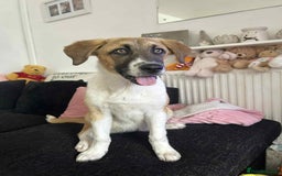 Mixed Breed dogs for sale: Honey the Romanian rescue🧡 - Image 1