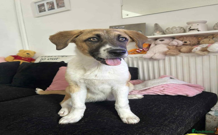 Mixed Breed dogs - Advert 1