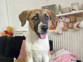 Mixed Breed dogs - Advert 24