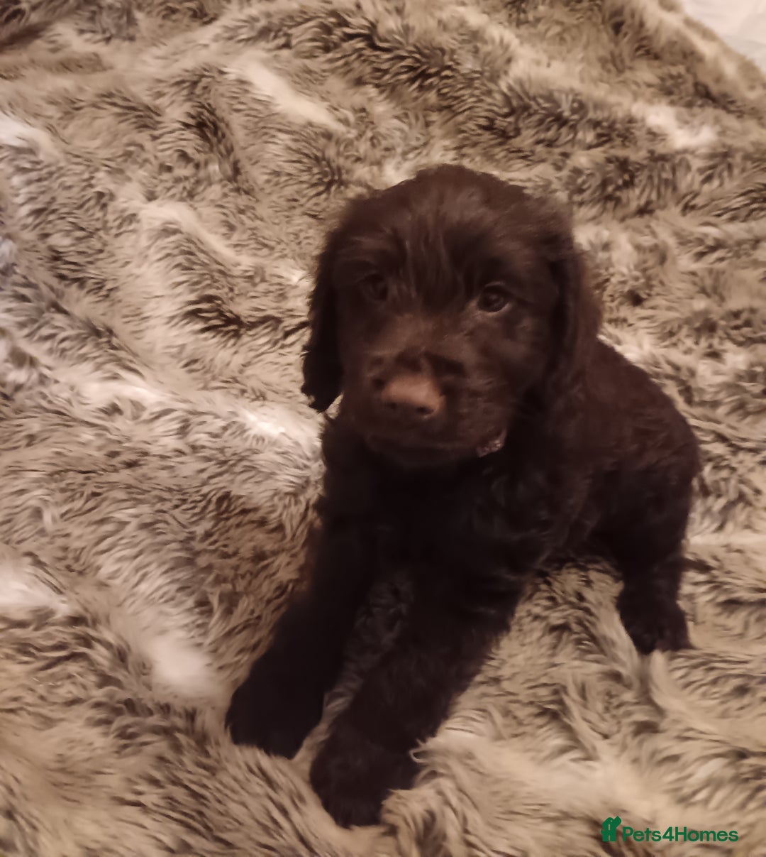 Mixed Breed dogs for sale: Six beautiful cockerpoos - Image 7