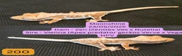 Gecko reptiles for sale: Juvenile Crested geckos in Hull - Advert 1