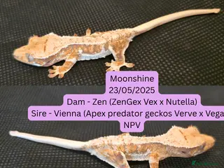 Gecko reptiles Juvenile Crested geckos - Advert 8