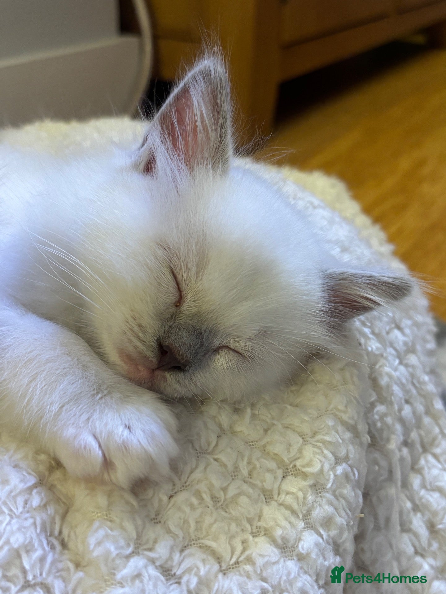 Ragdoll cats GCCF Registered Lilac Ragdoll Kitten  - Advert 1