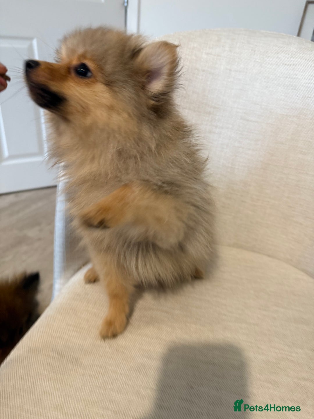 Pomeranian dogs for sale: 🐾 Last 2 Pomeranian Puppies Available! 🐾  - Image 18