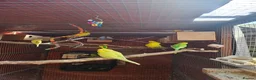 Budgerigars birds for sale: Budgies - Advert 14