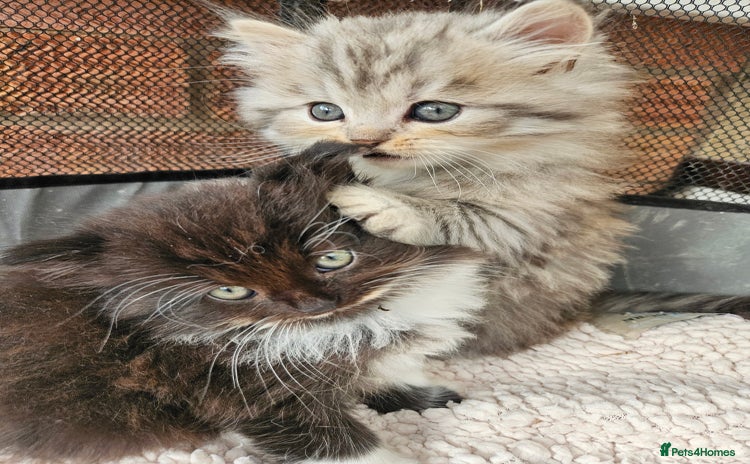 Mixed Breed cats - Advert 12