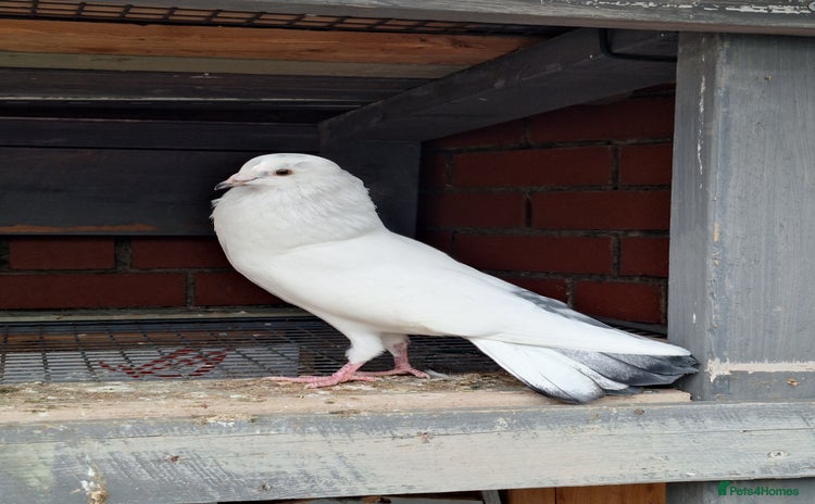 Pigeons birds - Advert 10