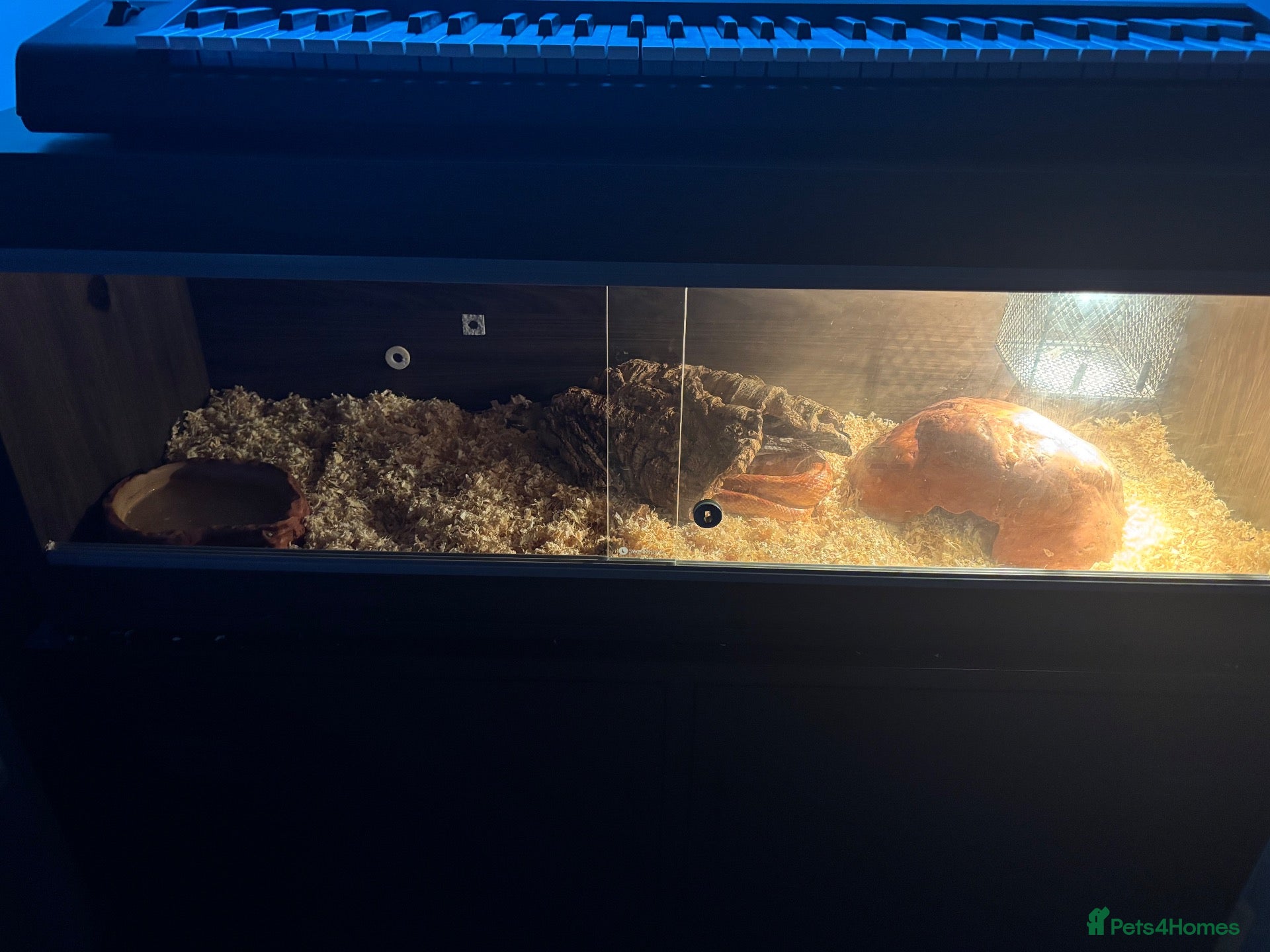 Corn Snake reptiles for sale: TWO 5ft + Corn snakes with set up - Advert 3
