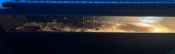 Corn Snake reptiles for sale: TWO 5ft + Corn snakes with set up in Leek - Advert 1