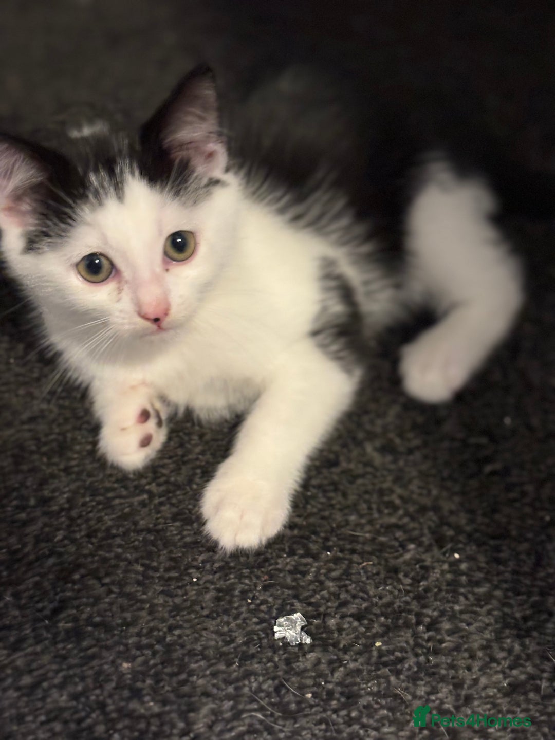 Maine Coon cats for sale: Beautiful Maine coon x kittens  - Advert 8