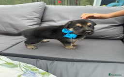 German Shepherd dogs for sale: Short coat straight back German Shepard  in Wolverhampton - Image 25