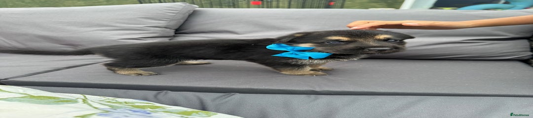 German Shepherd DARK BLUE SOLD