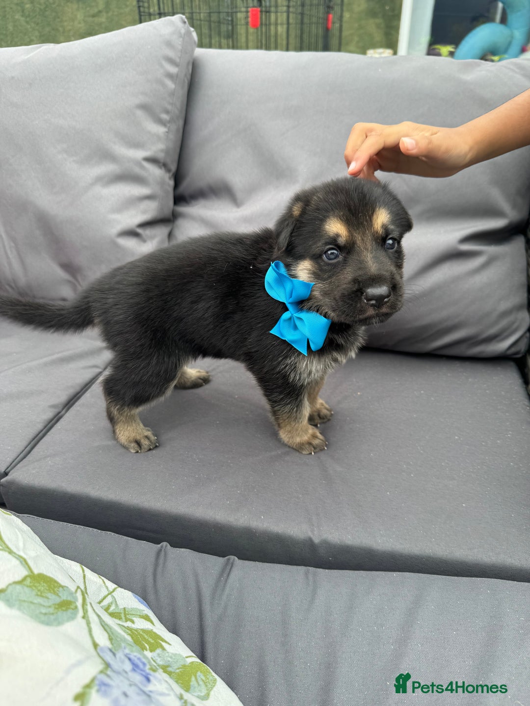 German Shepherd dogs for sale: Short coat straight back German Shepard  in Wolverhampton - Image 25