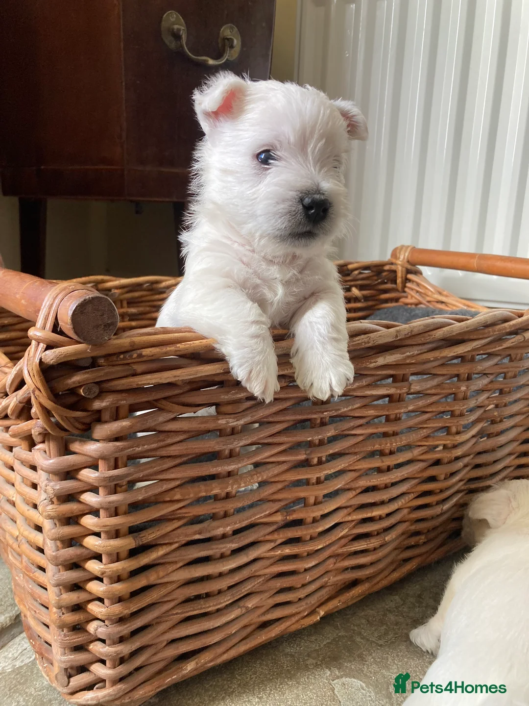 West Highland Terrier dogs for sale: Beautifully bred West Highland Terriers - Advert 4