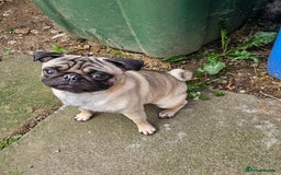 Pug dogs for sale: Pug For Sale - Image 3