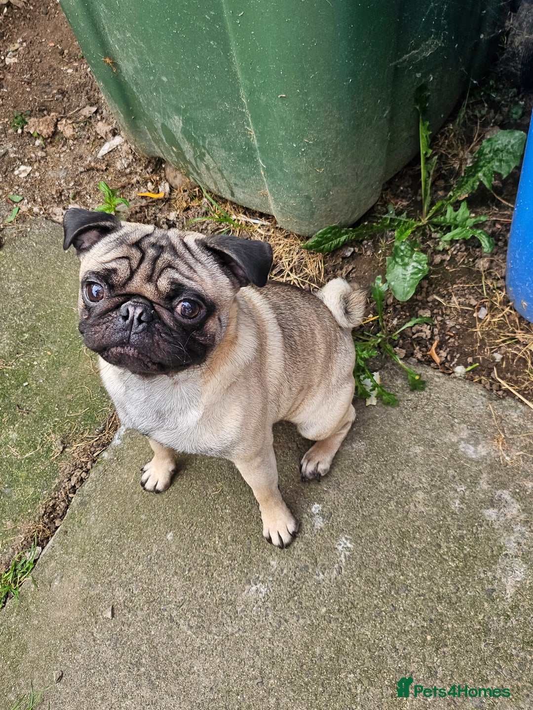 Pug dogs for sale: Pug For Sale - Image 3