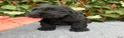 Cocker Spaniel dogs for sale: show quality gold boy ready now! - Advert 14