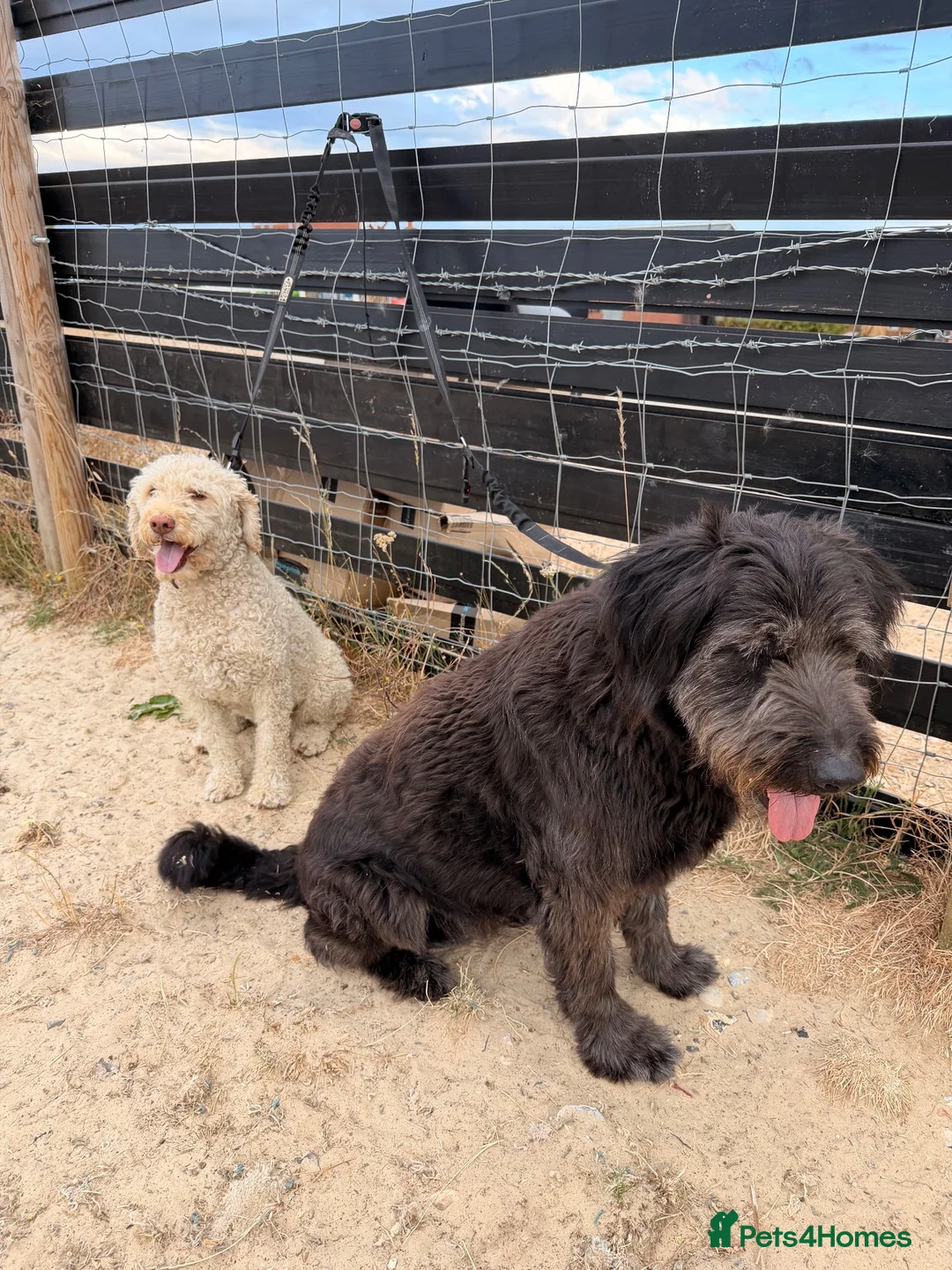 Mixed Breed dogs for sale: German shepherd cross - Advert 1