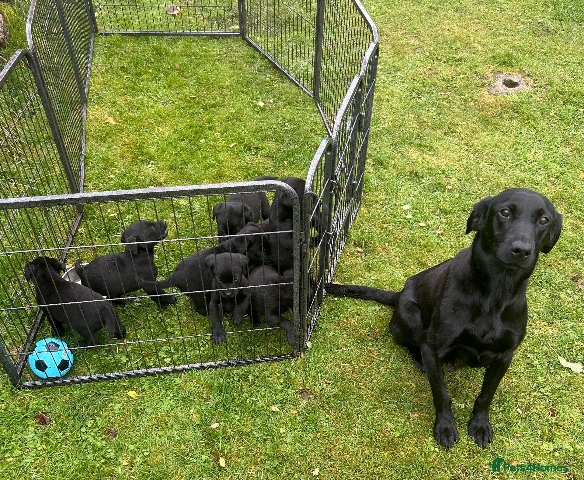 Labrador Retriever dogs KC Registered Black Labrador Puppies - Advert 2