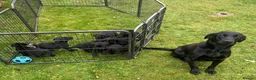 Labrador Retriever dogs for sale: KC Registered Black Labrador Puppies in Killin - Advert 2