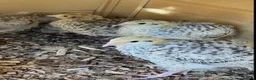 Quail poultry for sale: 2-3 months old breeding male quails  in Worcester Park - Advert 3