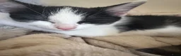 Mixed Breed cats for sale: 2 kittens for sale in Watchet  in Watchet - Advert 7