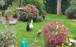 Ducks poultry for sale: 2 Cherry Valley and 2 Indian Runner Ducks - Image 6