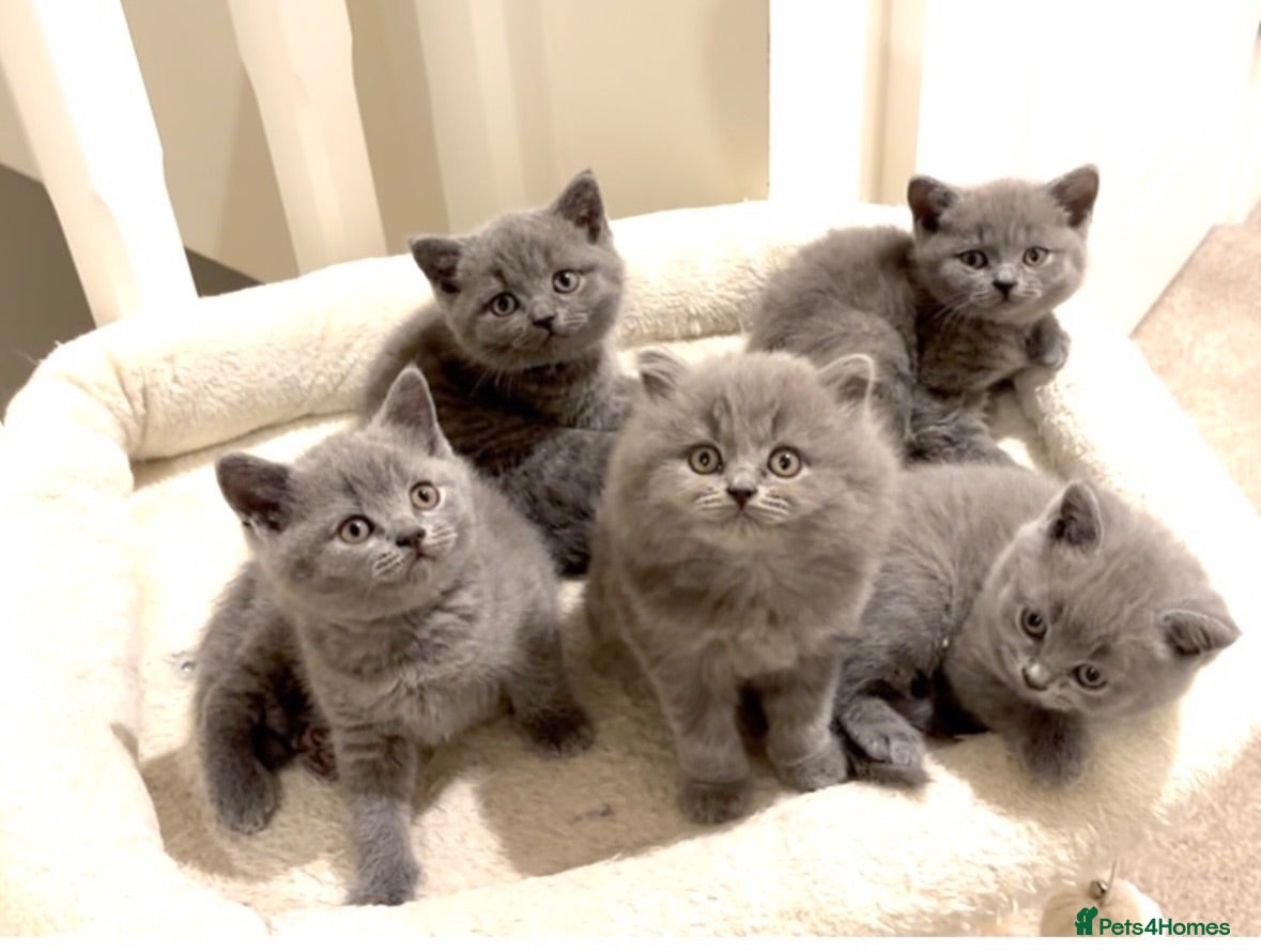 British Shorthair cats Chunky British shorthair kittens & 1 long haired  - Advert 1