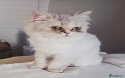 Persian cats for sale: Persian chinchilla female  - Image 2