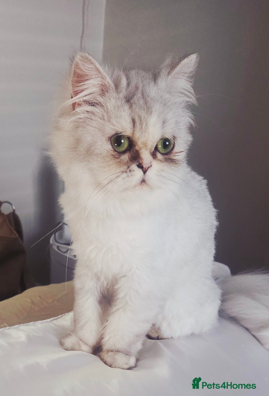 Persian cats for sale: Persian chinchilla female  - Image 2