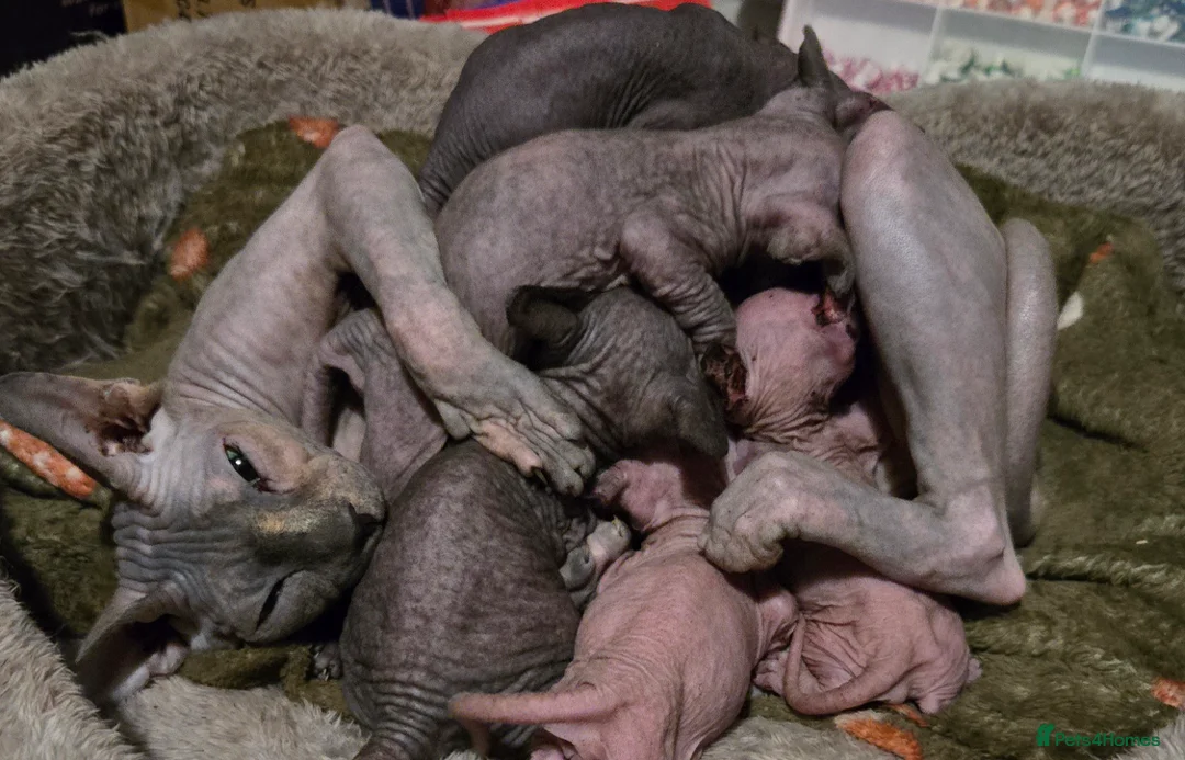 Sphynx cats for sale: 3 beautiful sphynx - Advert 2