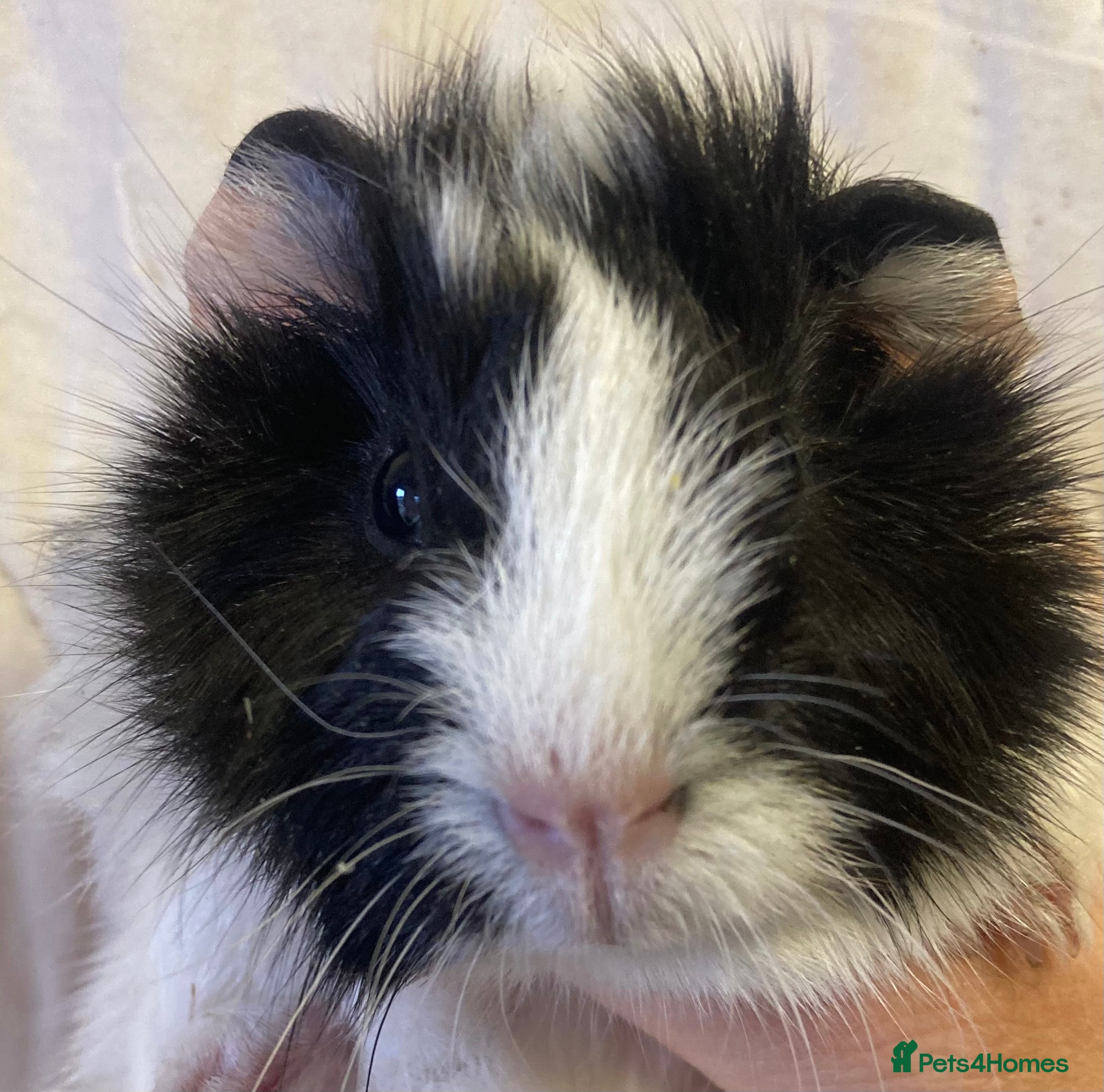 Guinea Pig rodents Baby Female Guinea Pigs For Sale  - Advert 1