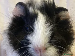 Guinea Pig rodents Baby Female Guinea Pigs For Sale - Advert 1