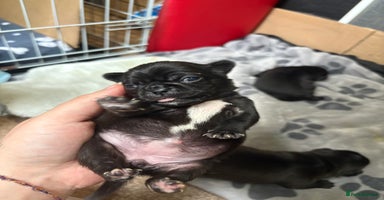 Pug dogs - Advert 15