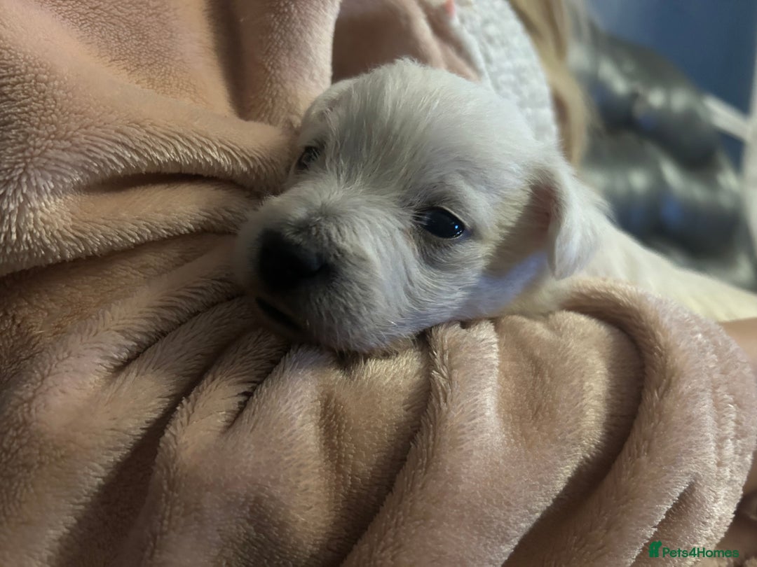 West Highland Terrier dogs for sale: Gorgeous West Highland White (Westie) Puppies - Image 24