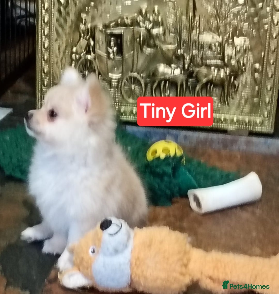 Pomeranian dogs for sale: POMERANION TINY Boy & Girl. Ready Now - Advert 3