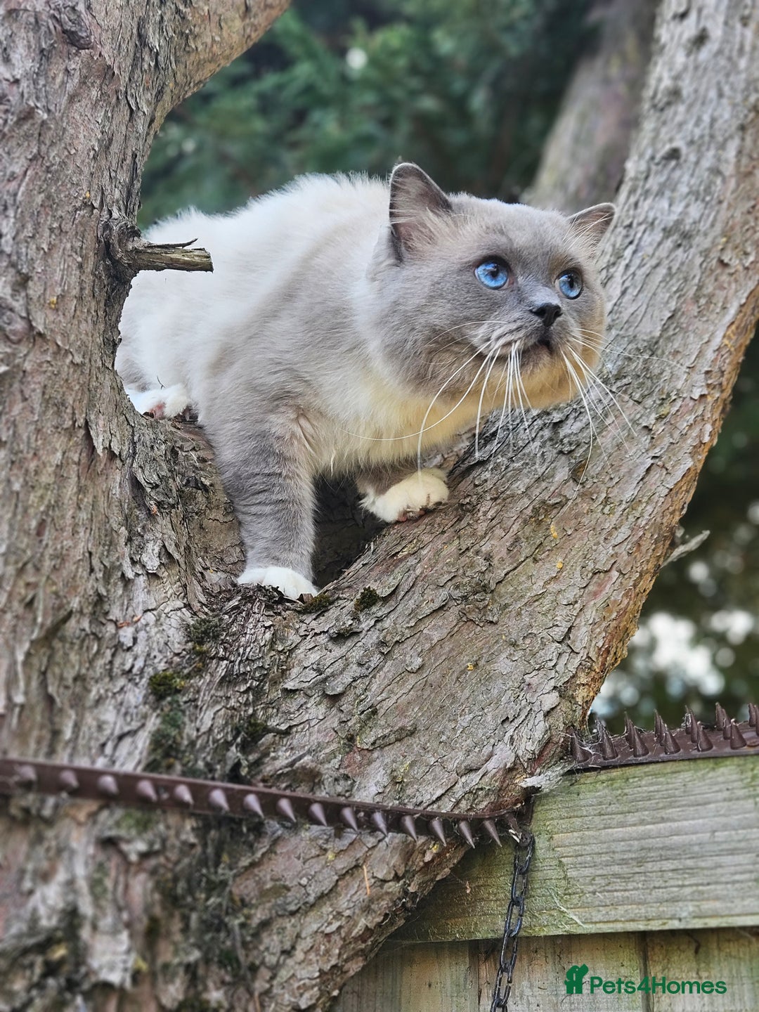 Ragdoll cats for stud: HANDSOME BOY-BLUE MITTED GCCF /TICA  AVALIABLE  - Advert 9